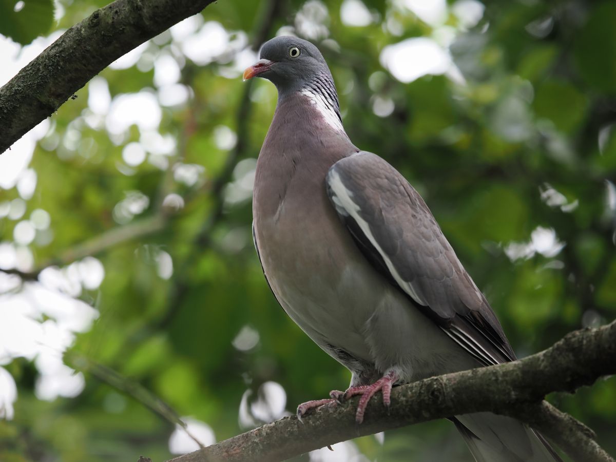 OM System M.Zuiko 50-200mm_