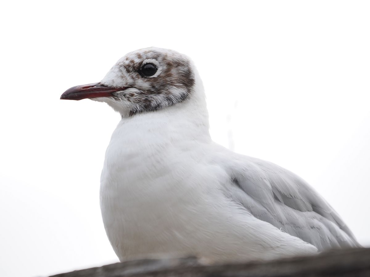 OM System M.Zuiko 50-200mm_