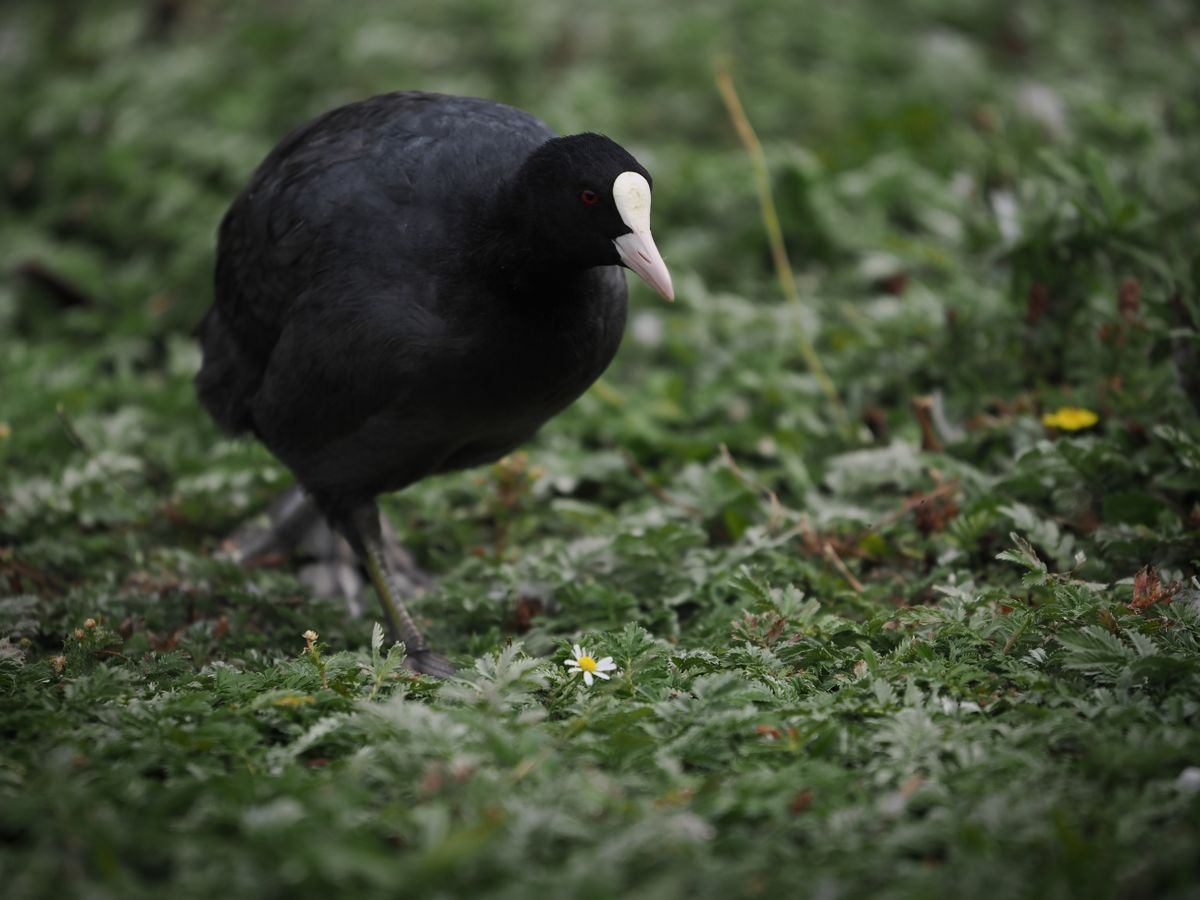 OM System M.Zuiko 50-200mm_
