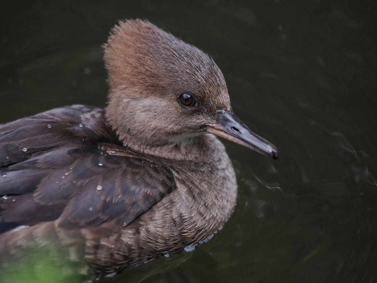 OM System M.Zuiko 50-200mm_