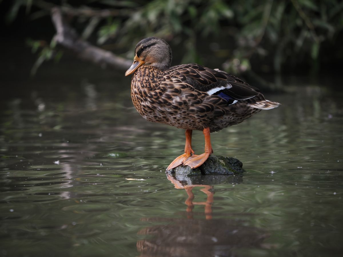 OM System M.Zuiko 50-200mm_