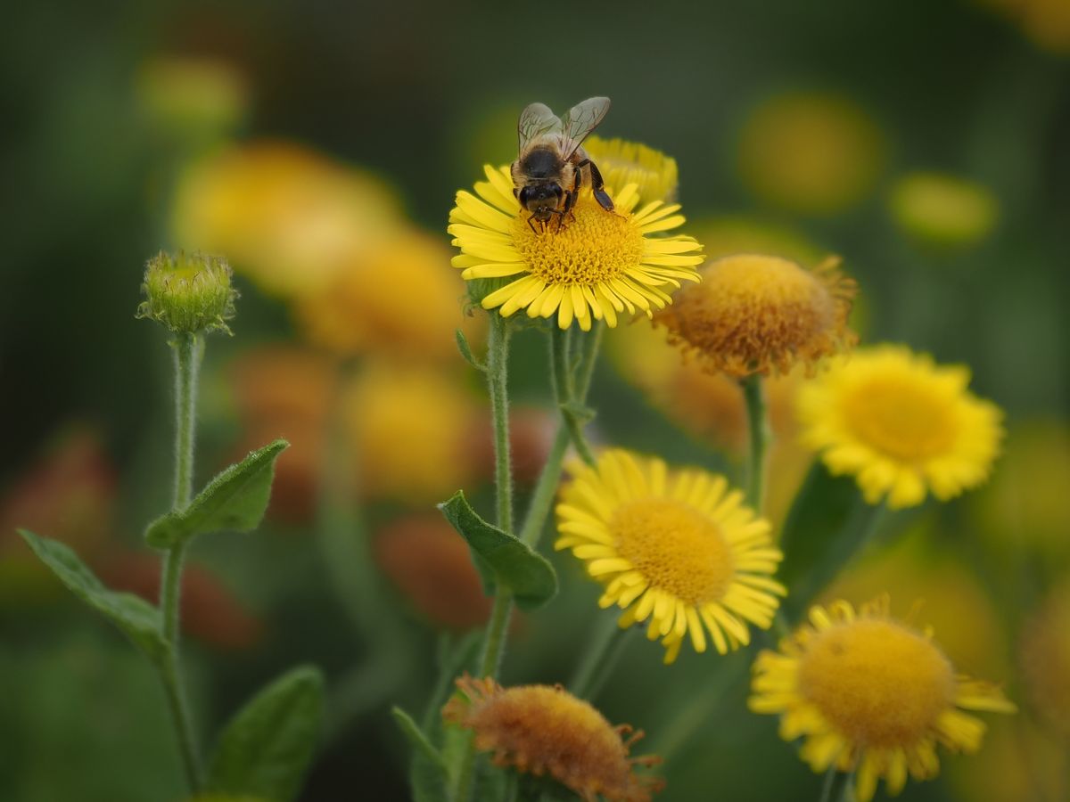 OM System M.Zuiko 50-200mm_