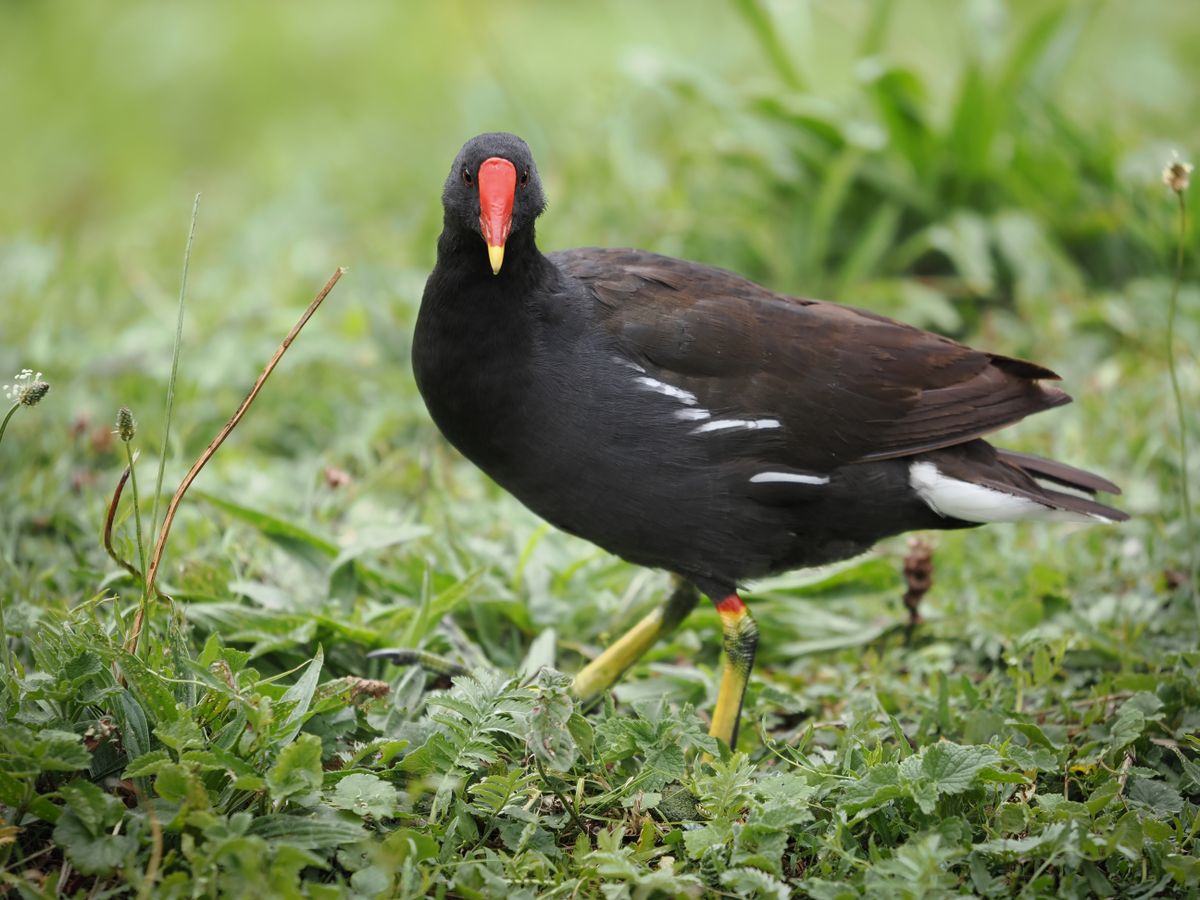 OM System M.Zuiko 50-200mm_