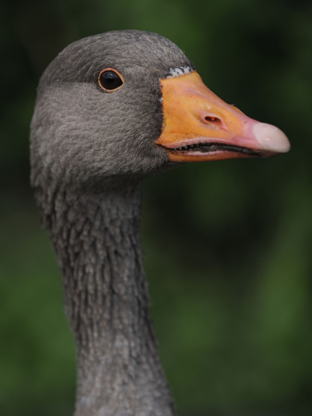 OM System M.Zuiko 50-200mm_