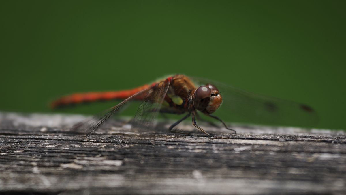 OM System M.Zuiko 50-200mm_