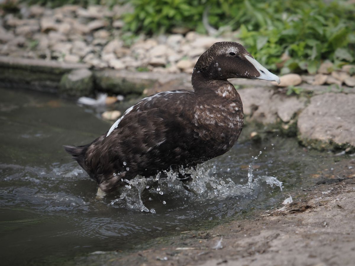 OM System M.Zuiko 50-200mm_