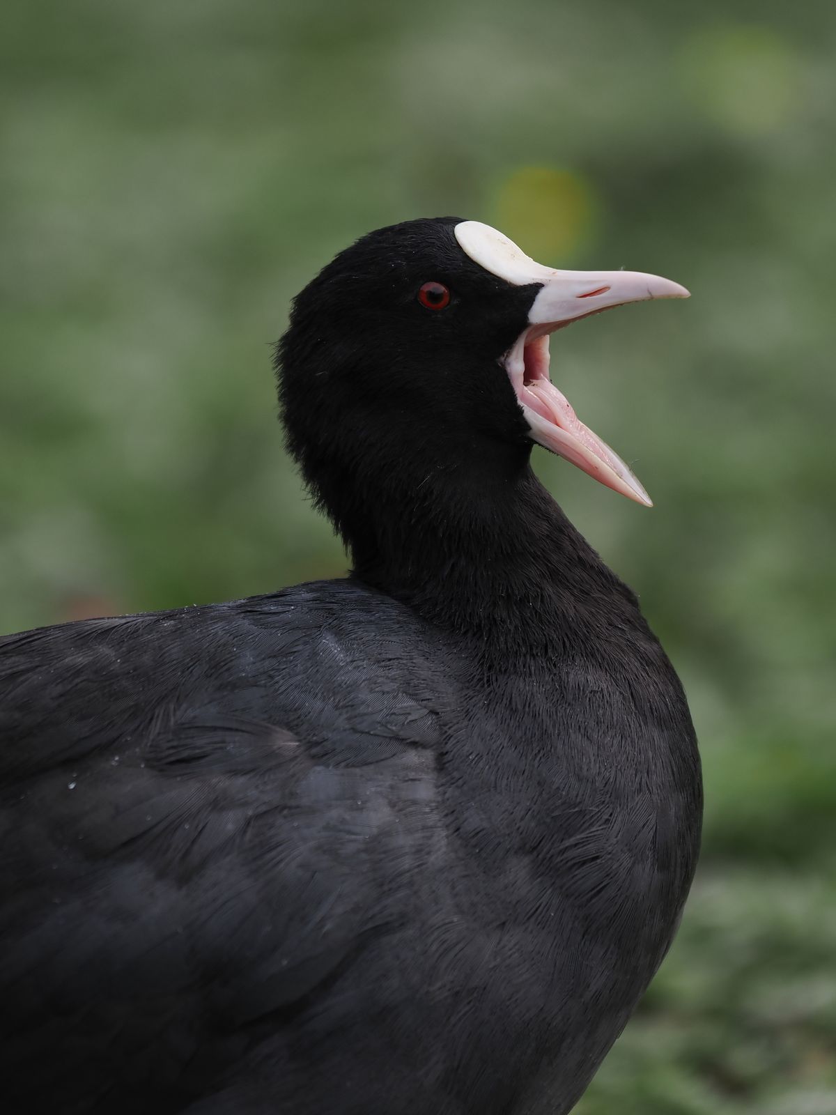 OM System M.Zuiko 50-200mm_