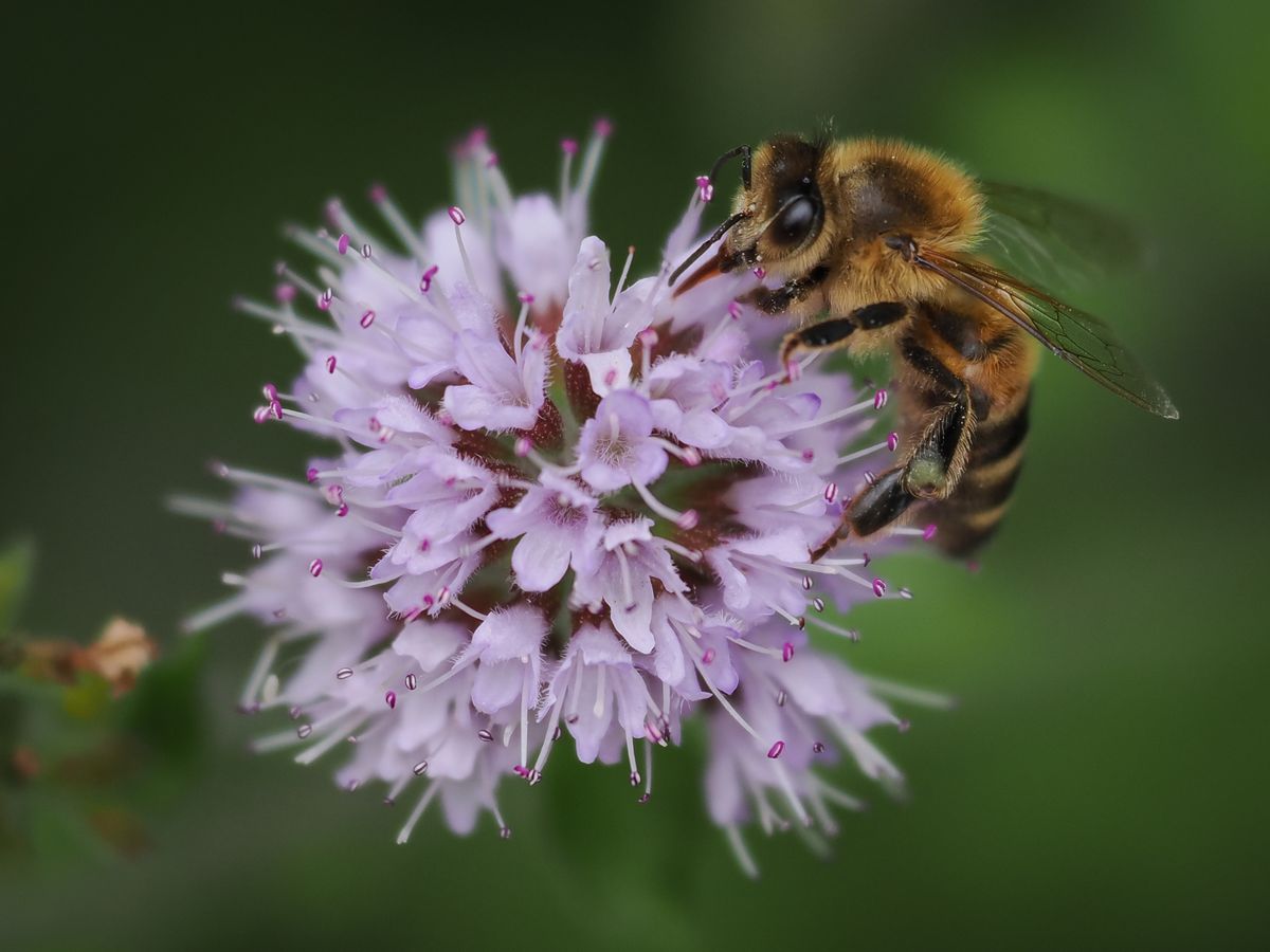 OM System M.Zuiko 50-200mm_