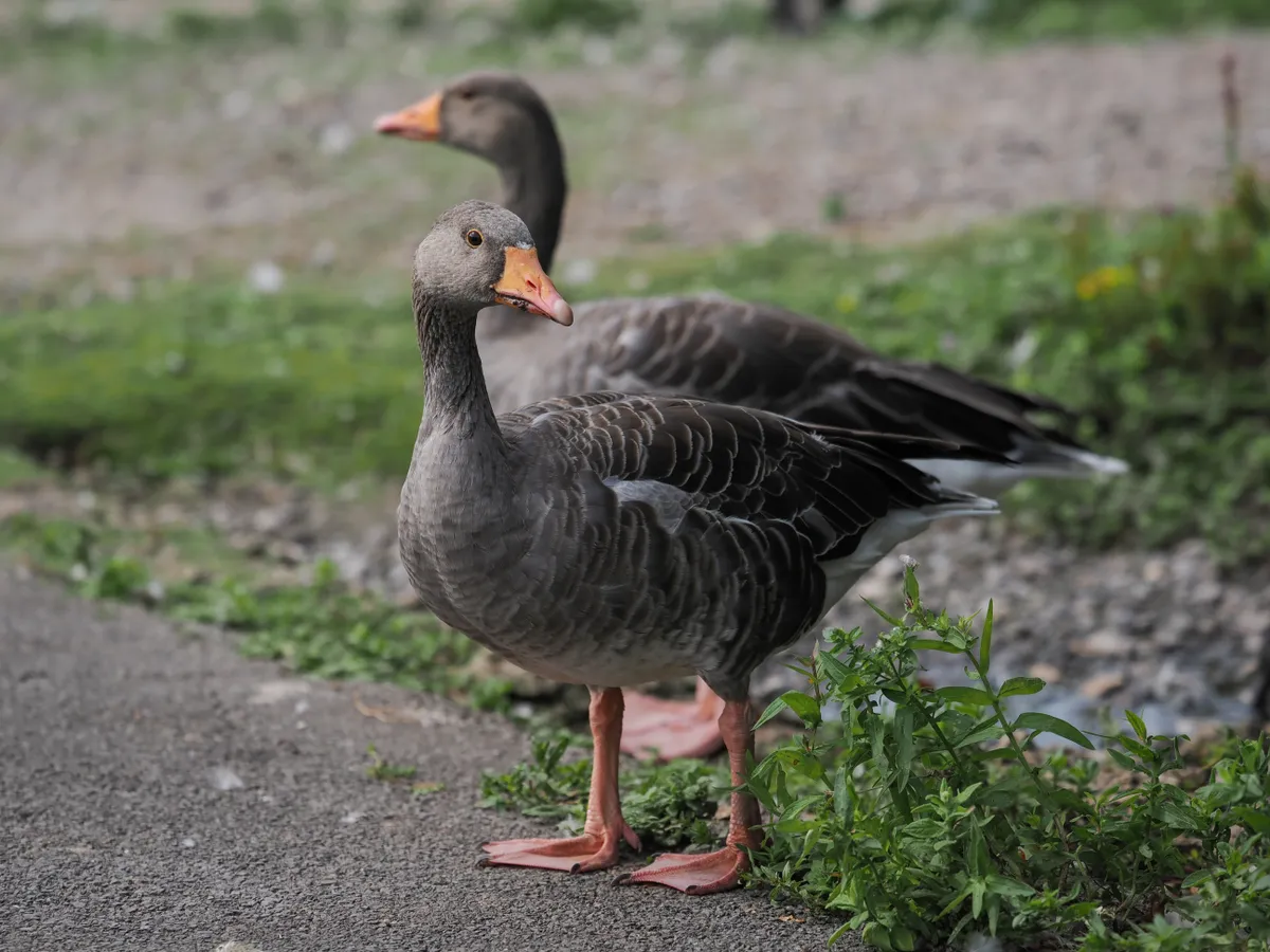 OM System M.Zuiko 50-200mm_