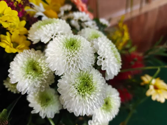 Обзор OnePlus Nord 5: мне не хватило одной ключевой функции фото