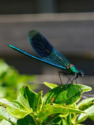 Oppo Find X8 Ultra — смартфон мечты_