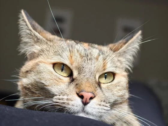 Oppo Find X8 Ultra — смартфон мечты_