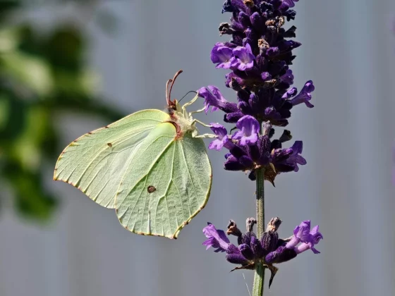 Oppo Find X8 Ultra — смартфон мечты_