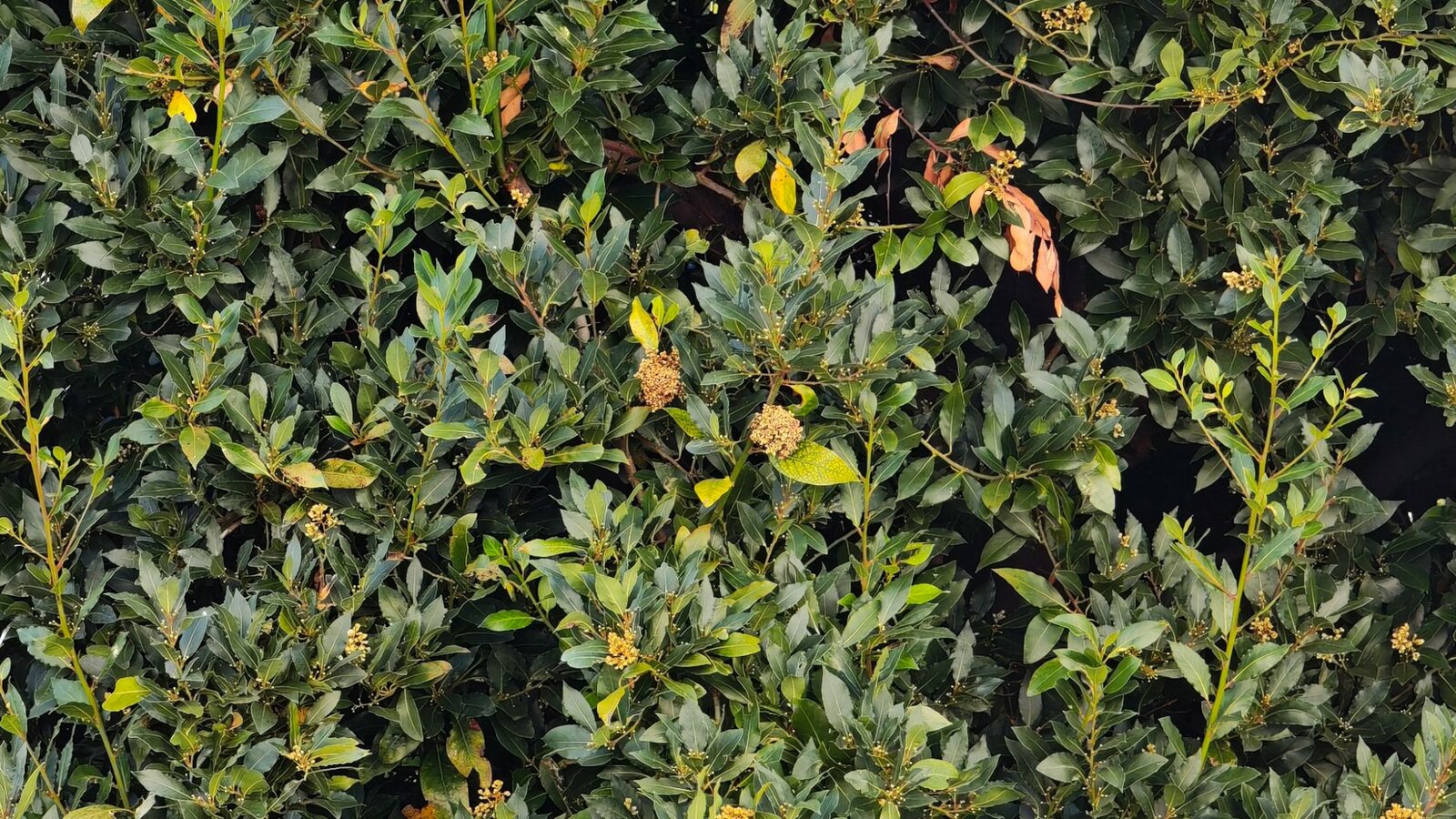 Камеры Pixel 10 Pro солидны, но только Pixel Ultra изменит правила игры