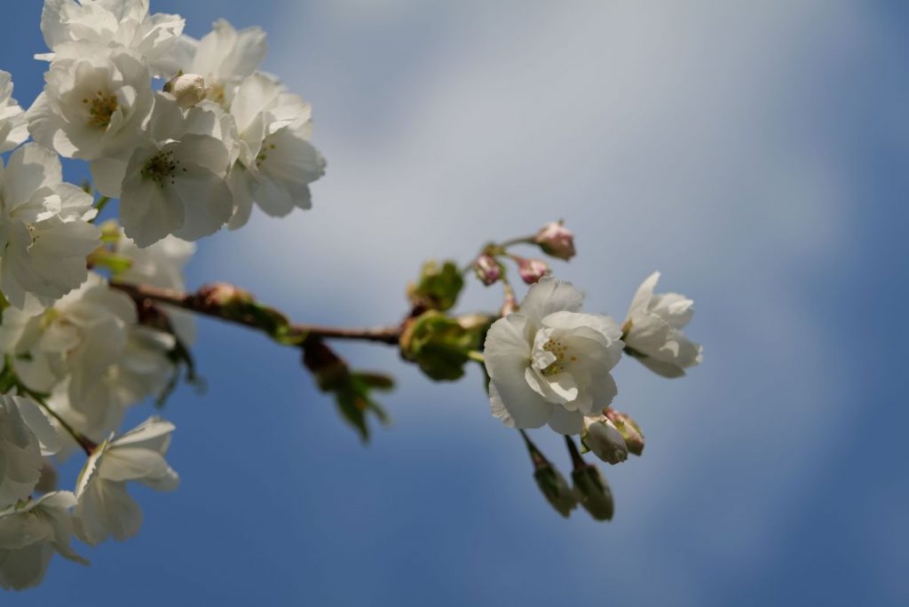 Обзор объектива Panasonic Lumix S 24–105 мм f/4 Macro OIS картинка Panasonic Lumix S