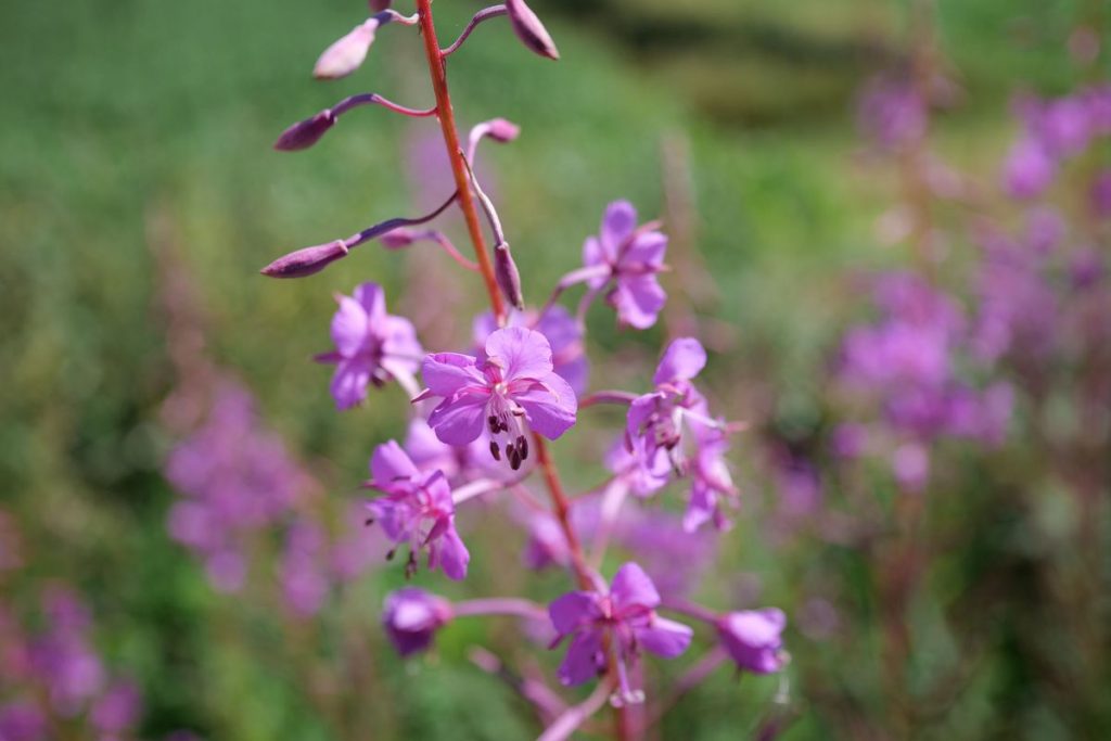 Panasonic LUMIX S PRO