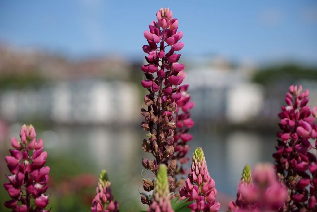 Panasonic LUMIX S PRO