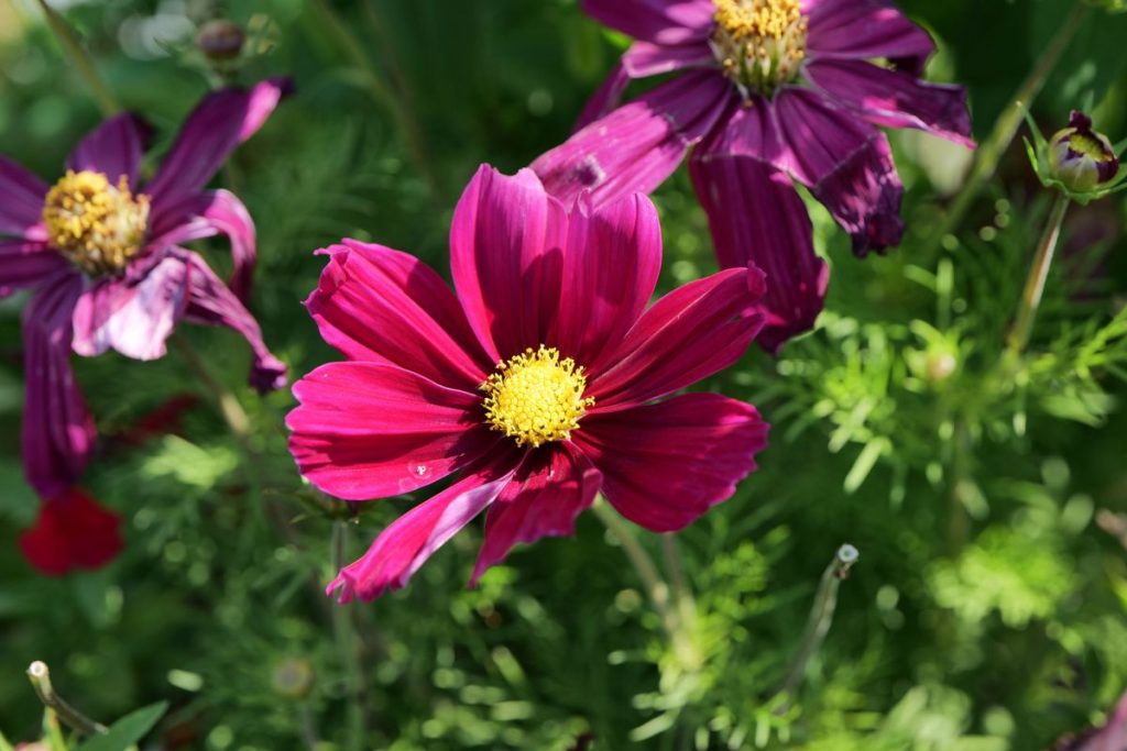 Panasonic LUMIX S PRO