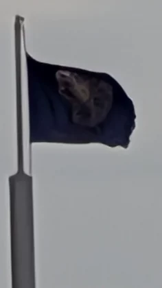 Обзор Pixel 10 Pro: новые мозги в старой оболочке фото