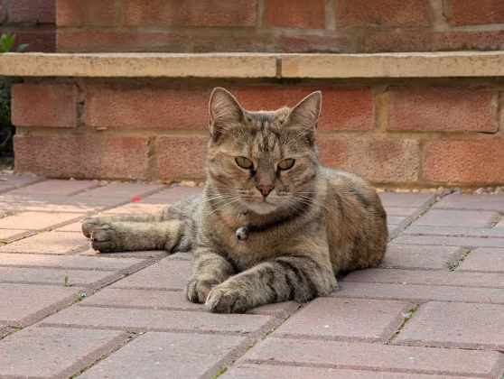 Обзор Pixel 9 Pro XL: всё еще король в замке? фото