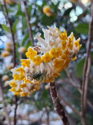 Обзор Galaxy A56: середнячок для требовательных пользователей фото