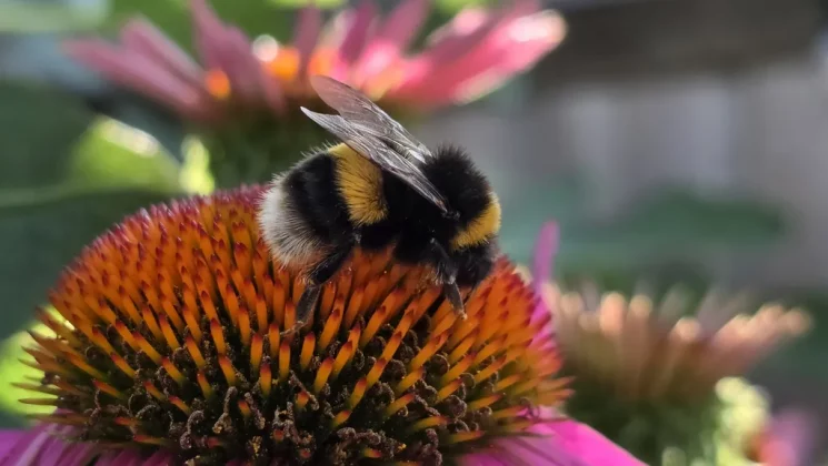 Samsung Galaxy Z Fold 7