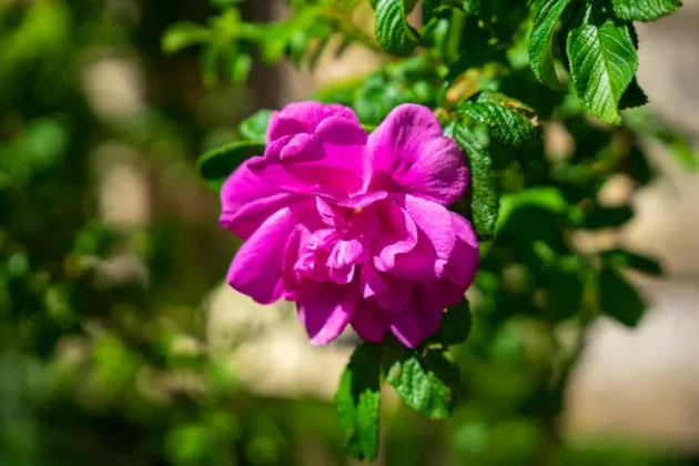 Обзор Sigma 24-70mm F2.8 DG DN II Art: новый стандарт зума фото