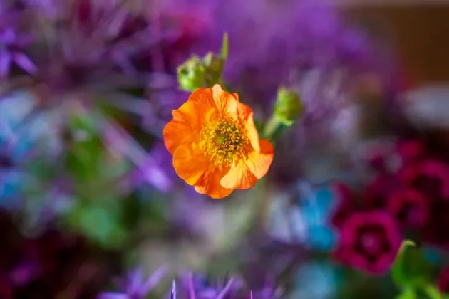 Обзор Sigma 24-70mm F2.8 DG DN II Art: новый стандарт зума фото