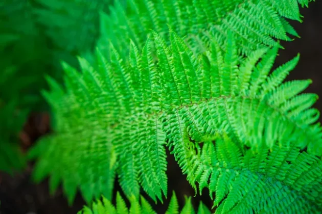 Обзор Sigma 24-70mm F2.8 DG DN II Art: новый стандарт зума фото