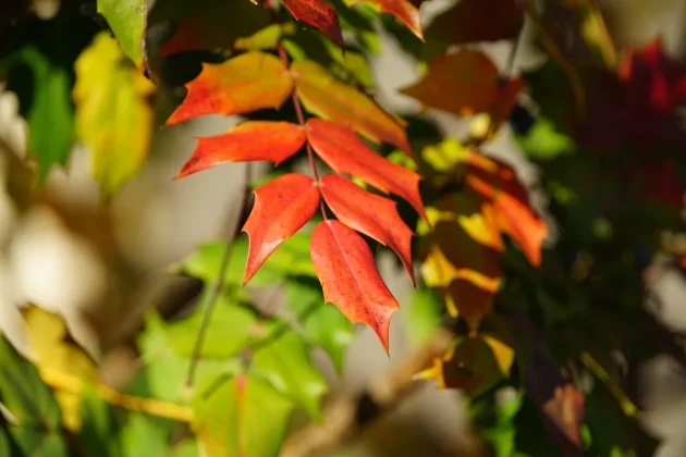 Sigma 300-600mm f_4 DG OS Sports полный обзор_20