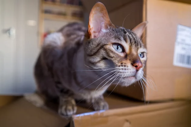 Sigma BF — минимализм и стиль_