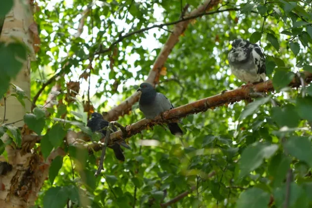 Обзор Sony FX2: доступная камера для гибридных проектов фото