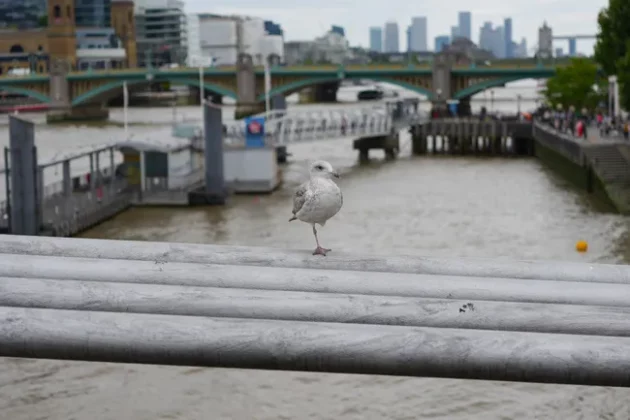 Обзор Sony FX2: доступная камера для гибридных проектов фото