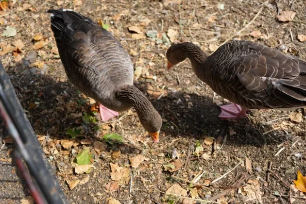 Обзор Sony FX2: доступная камера для гибридных проектов фото