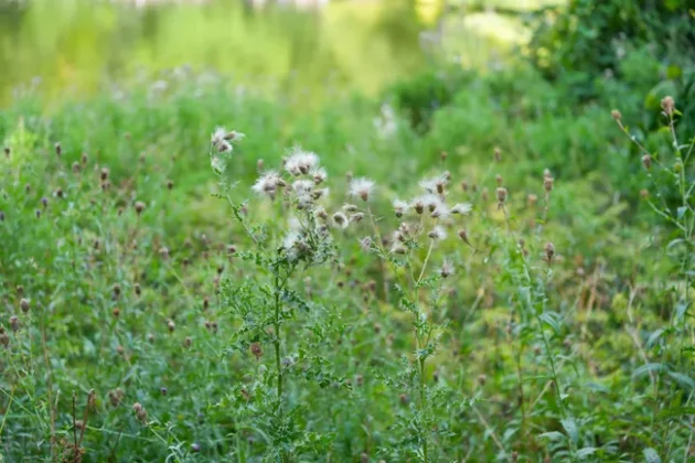 Обзор Sony FX2: доступная камера для гибридных проектов фото