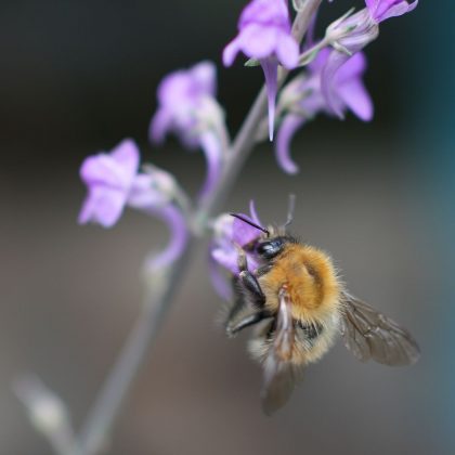 Sony RX1R III компактность и цена_