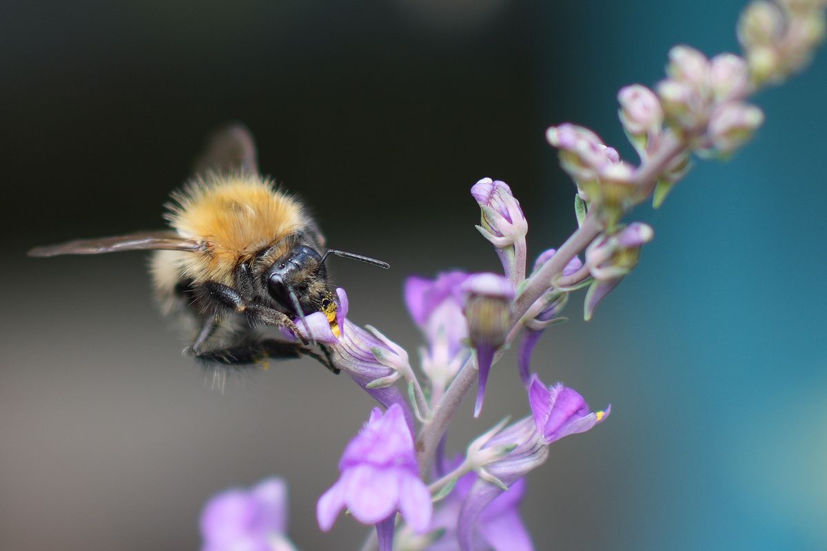 Sony RX1R III компактность и цена_