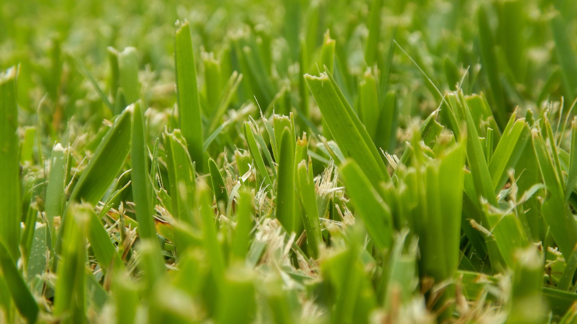 Последняя стрижка сезона: когда прекращать уход за газоном перед зимой? картинка Последняя стрижка сезона: когда прекращать уход за газоном перед зимой?