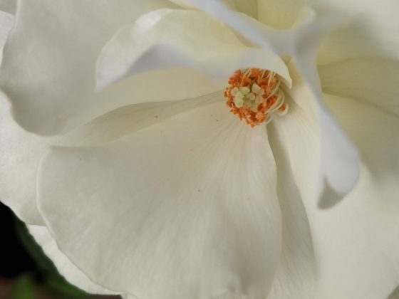 Обзор Xiaomi Redmi 15: шаг вперед или топтание на месте? фото