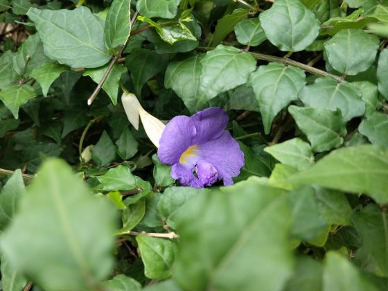 Обзор Xiaomi Redmi 15: шаг вперед или топтание на месте? фото