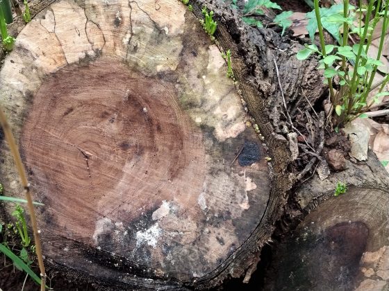 Обзор Xiaomi Redmi 15: шаг вперед или топтание на месте? фото