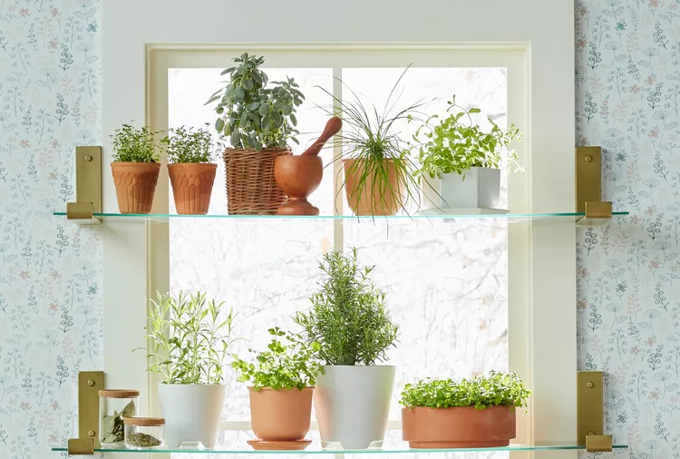 Забудьте о сушеных специях: 10 ароматных трав, которые легко вырастить на любом подоконнике