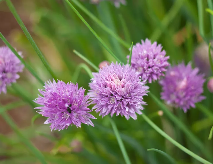 Забудьте о сушеных специях: 10 ароматных трав, которые легко вырастить на любом подоконнике