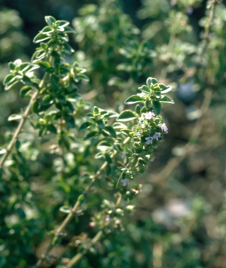 Забудьте о сушеных специях: 10 ароматных трав, которые легко вырастить на любом подоконнике