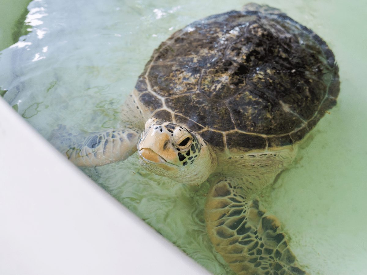 Seiko Prospex выпускает Diver's Australasian Limited Edition