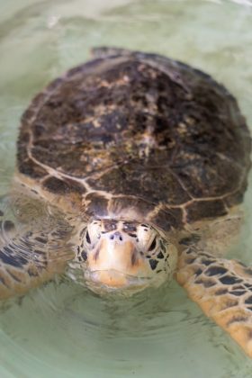 Seiko Prospex выпускает Diver's Australasian Limited Edition