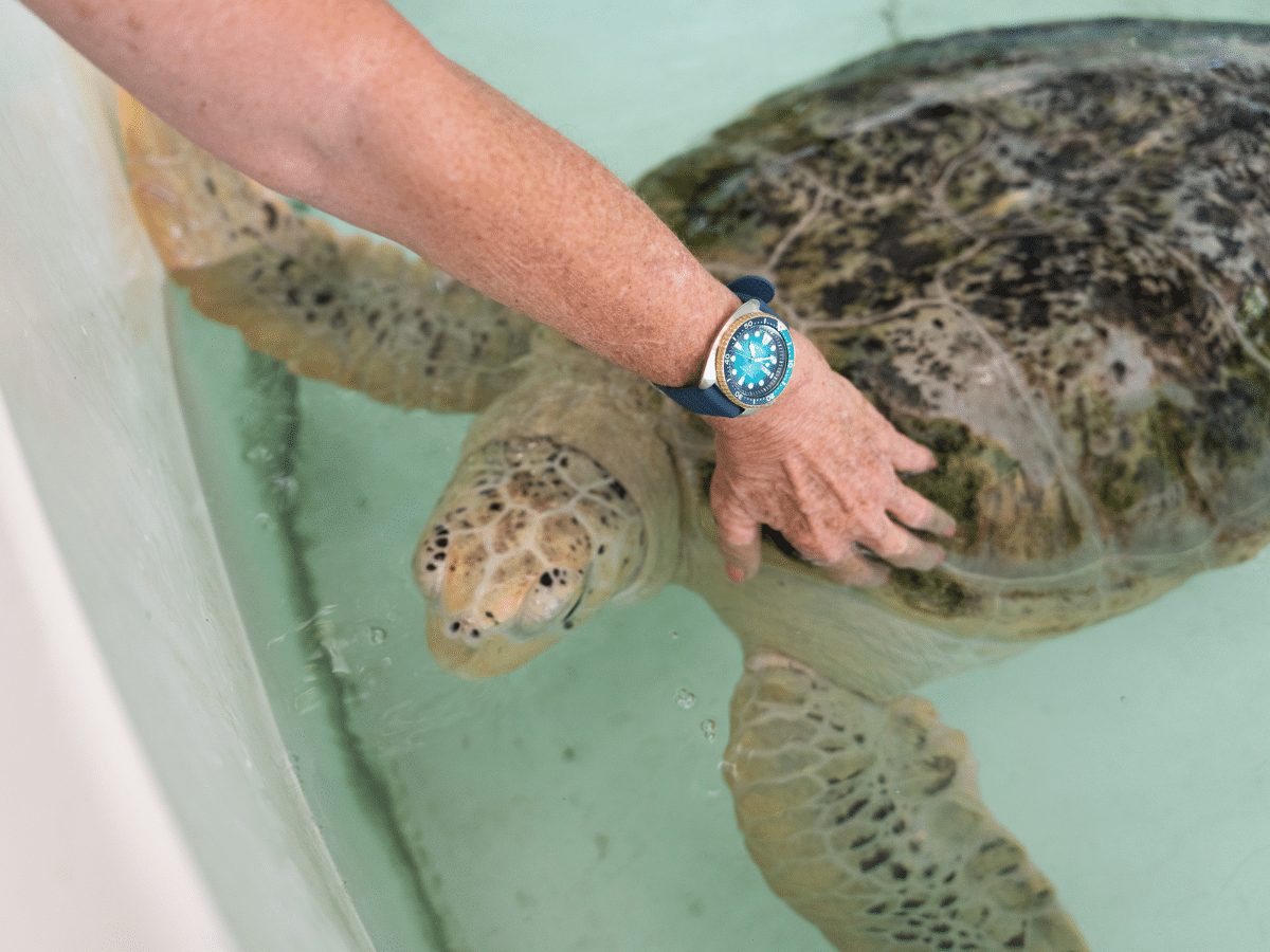 Seiko Prospex выпускает Diver's Australasian Limited Edition