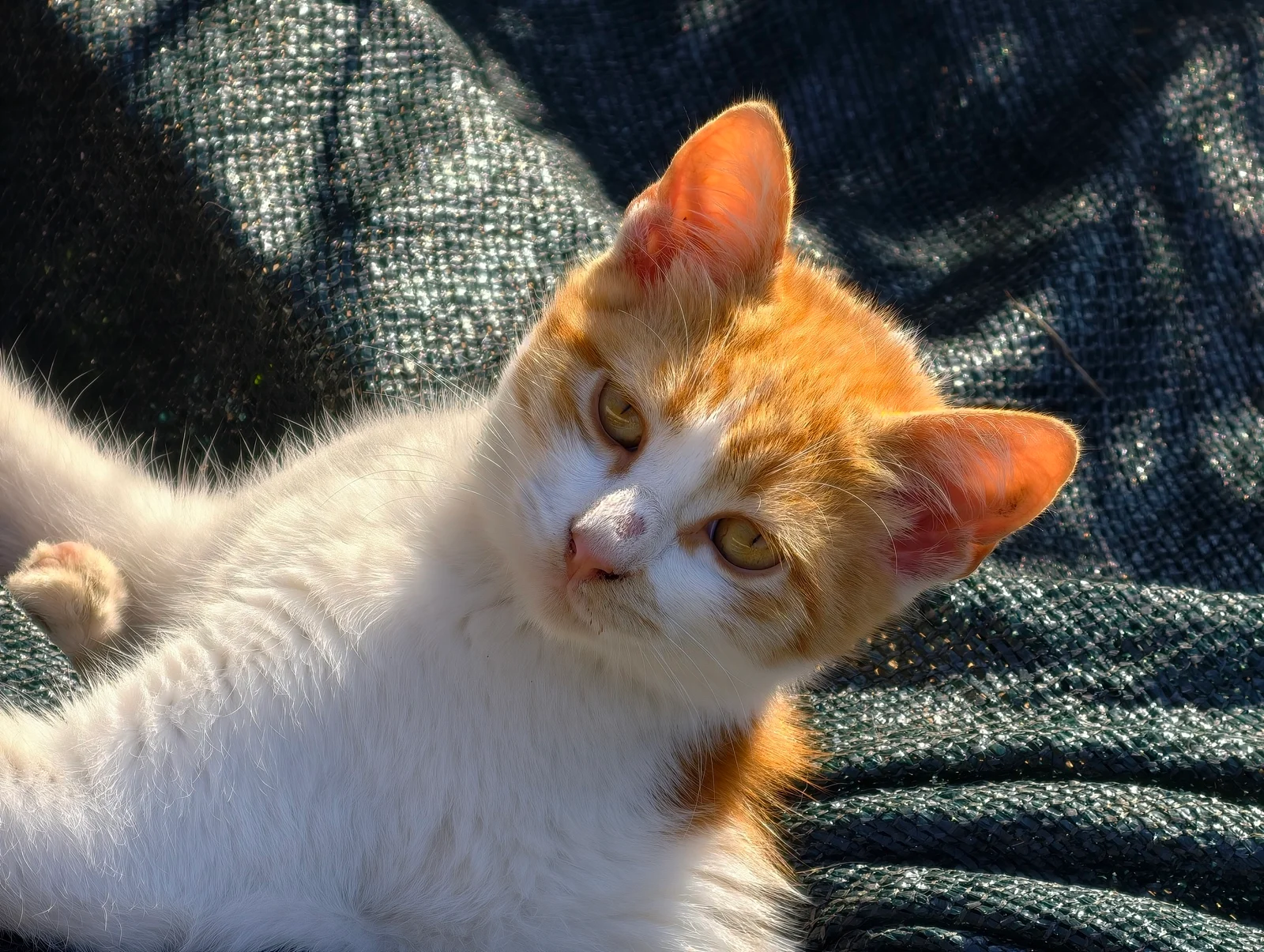 Vivo X300 Pro против Oppo Find X9 Pro : два исключительных камерофона! картинка Oppo Find X9 Pro против Vivo X300 Pro