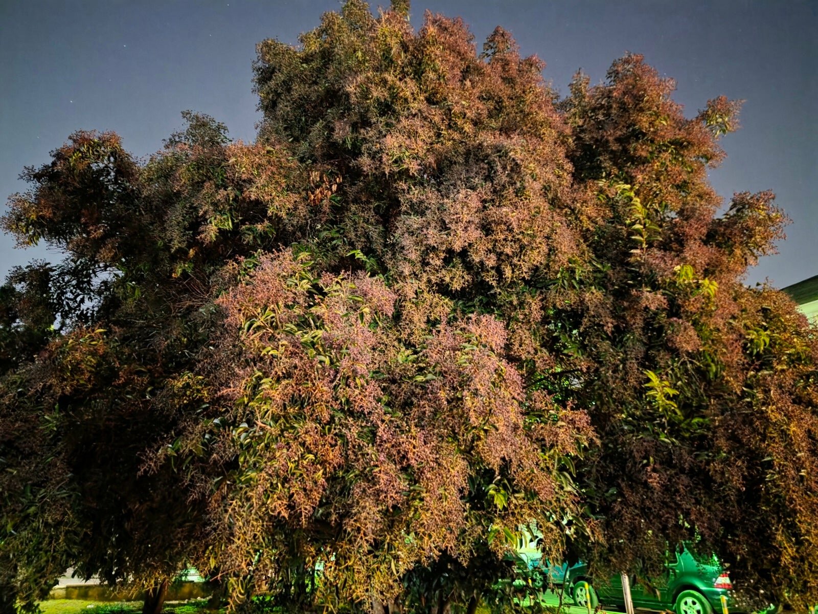 Сравнение камер Oppo Find X9 Pro и Galaxy S25 Ultra: чьи фотографии лучше? картинка Сравнение камер Oppo Find X9 Pro и Galaxy S25 Ultra: чья лучше?