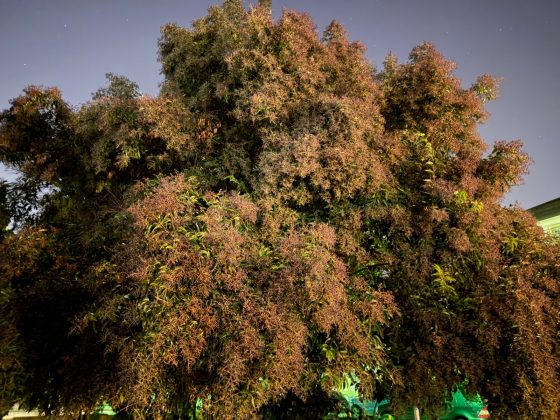 Сравнение камер Oppo Find X9 Pro и iPhone 17 Pro Max: есть ли у Apple шанс?